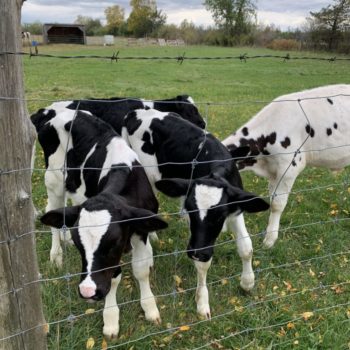 Holstein bull calves